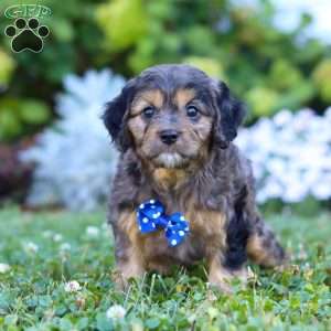 Buddy, Cavapoo Puppy
